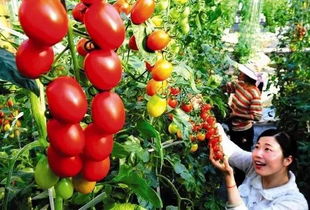 周末沒處去？這些初級(jí)農(nóng)產(chǎn)品體驗(yàn)地讓你愛上田園時(shí)光