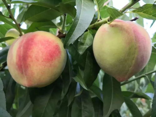 靖邊七月會(huì)熱鬧啟幕，農(nóng)產(chǎn)品盛會(huì)蓄勢待發(fā)